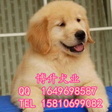 萌寵之選，貼心之托 上海市黃浦區囡囡寵物用品商店